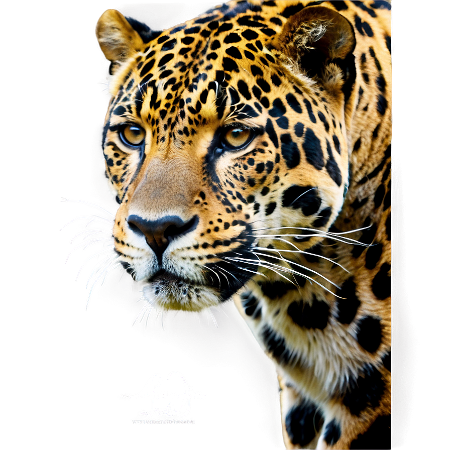 Endangered Jaguar Png Dtk PNG