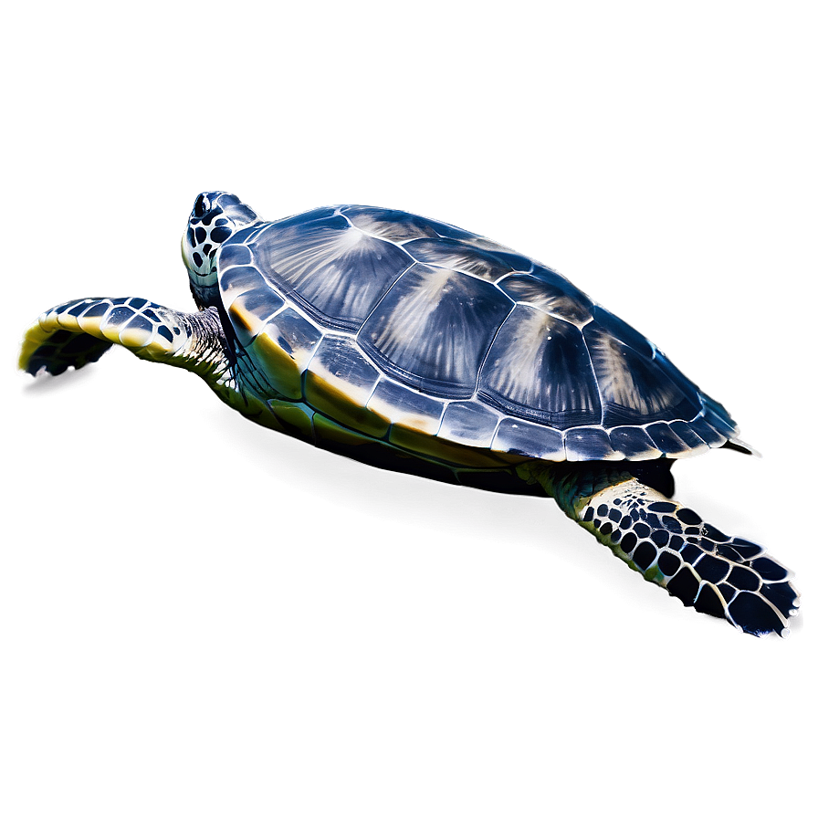 Endangered Sea Turtle Species Png Cds40 PNG