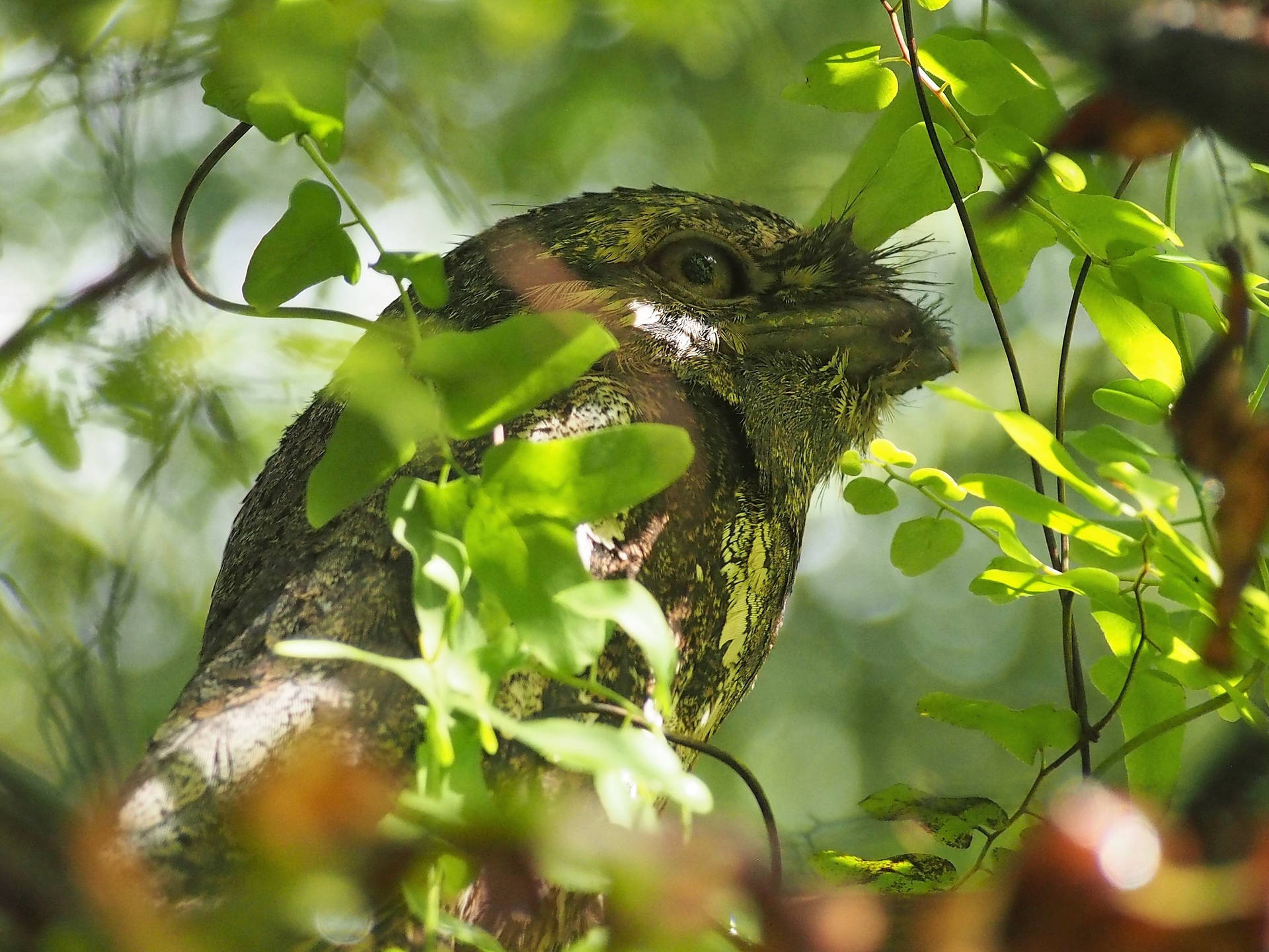 Endemic Owl Hiding With Leaves Wallpaper