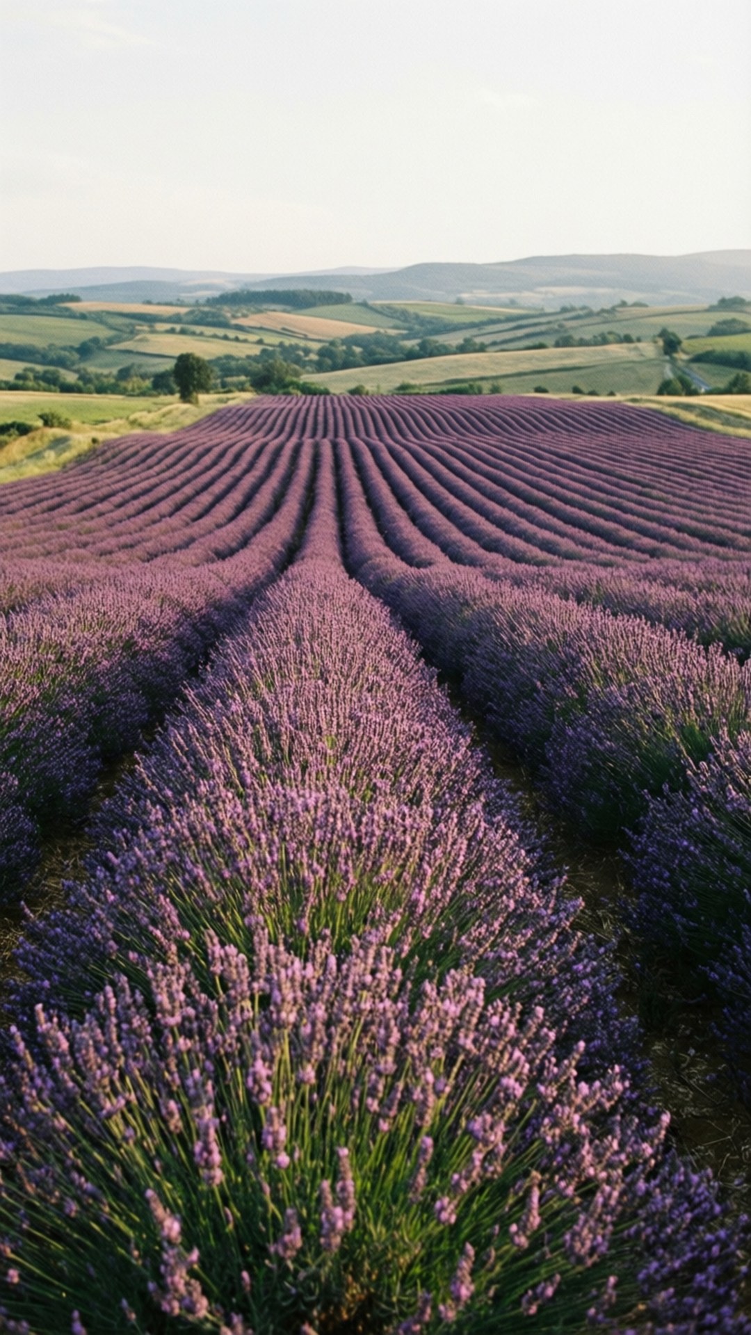 Rækker af blomstrende lavendel i en solbeskinnet mark med bølgende bakker i baggrunden.