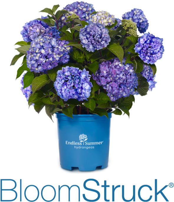 Endless Summer Bloom Struck Hydrangea PNG