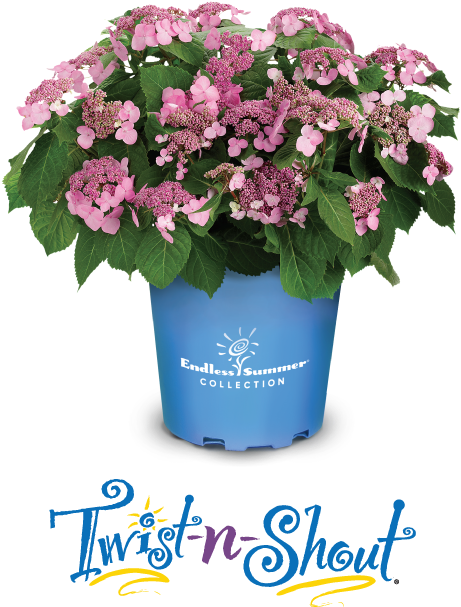 Endless Summer Twistn Shout Hydrangea PNG