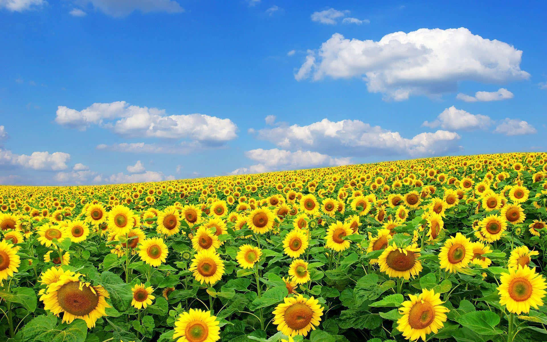 Endless Sunflower Field Sunny Sky Wallpaper