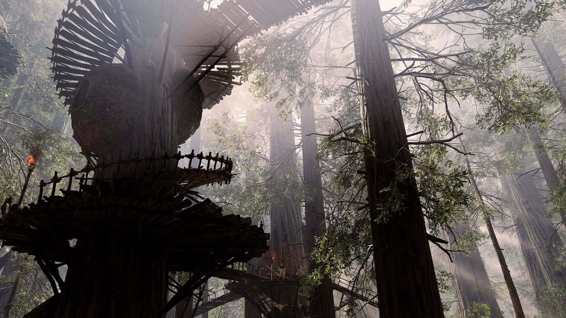 Enchanting Scenery of Endor's Dense Forest Landscape Wallpaper