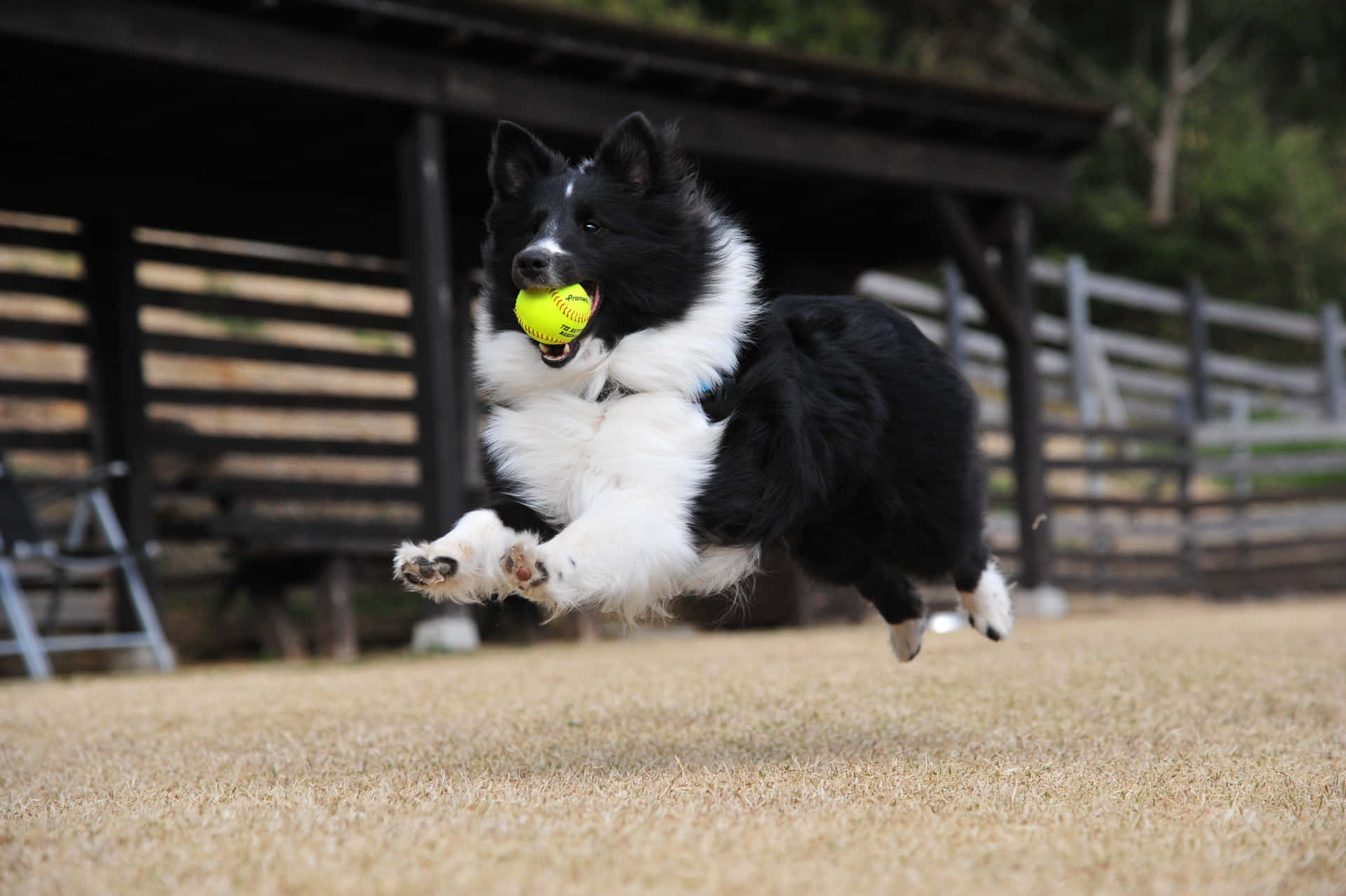 Energieke Border Collie Vangt Bal Achtergrond