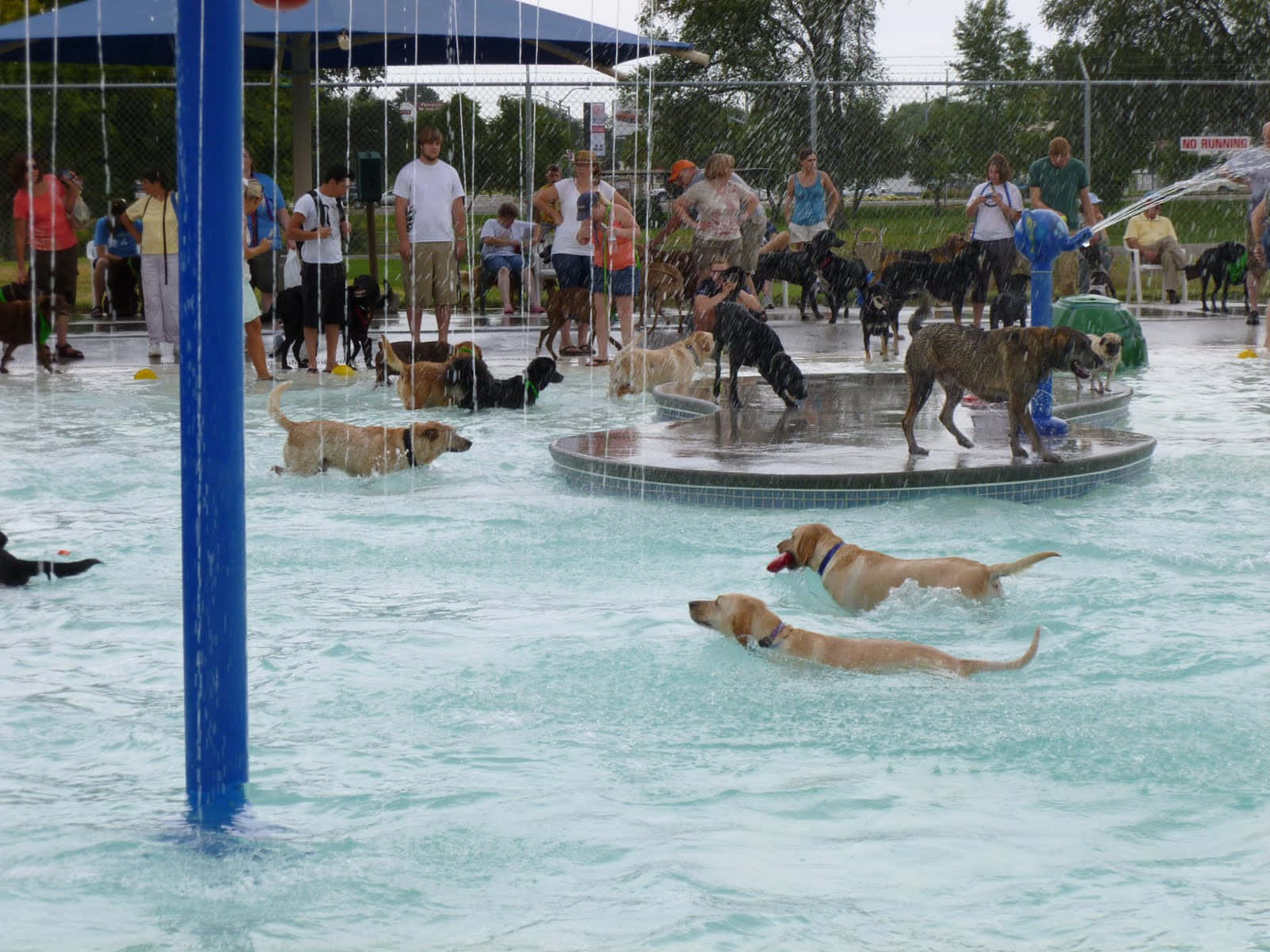 Energetic Canine Enjoying A Swim Wallpaper