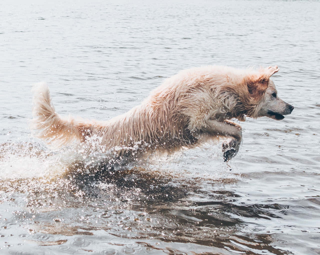 Energetic Dog Enjoying A Swim Wallpaper