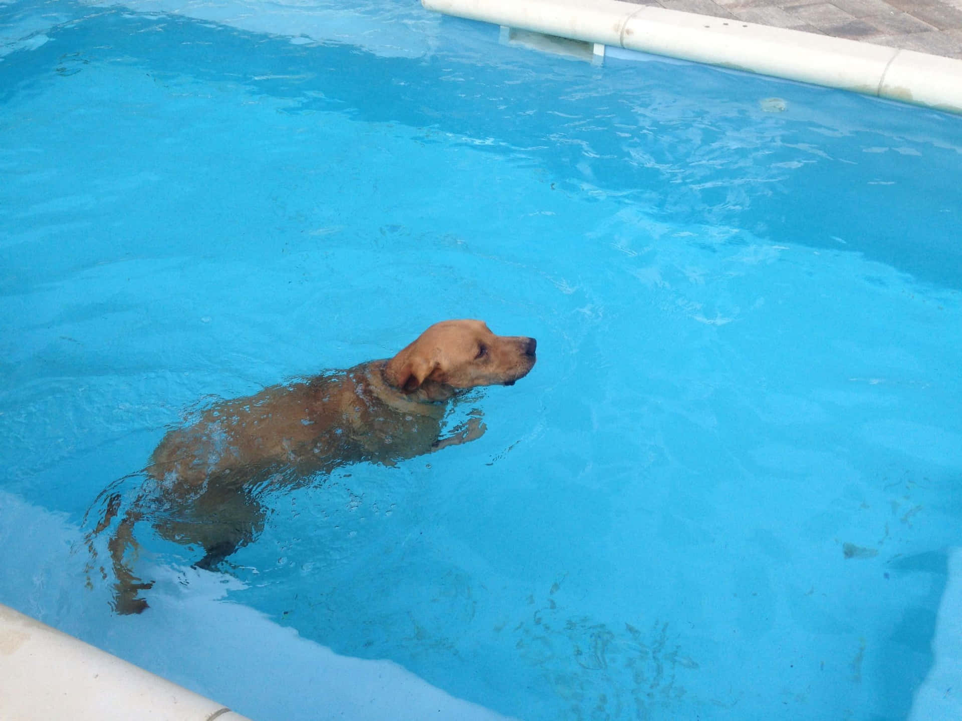 Energetic Dog Enjoying A Swim In Crystal Clear Waters Wallpaper