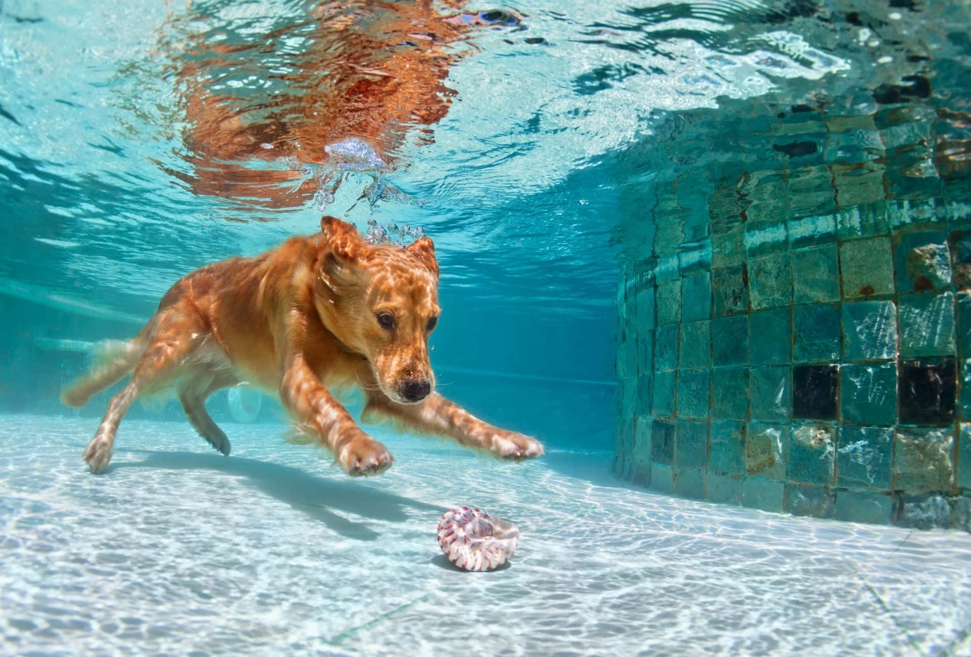 Energetic Dog Enjoying A Swim In The Blue Waters. Wallpaper