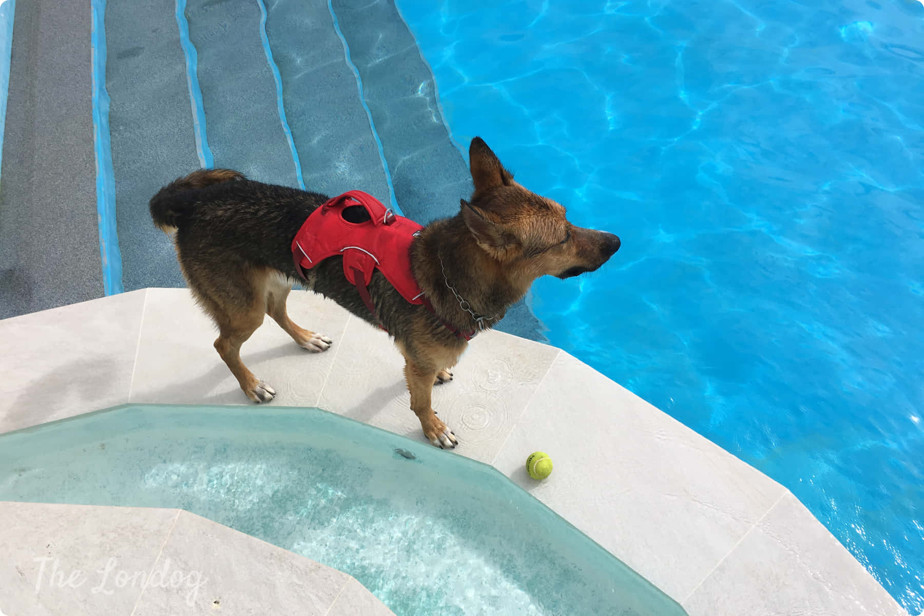 Energetic Dog Enjoying A Swim In The Pool Wallpaper