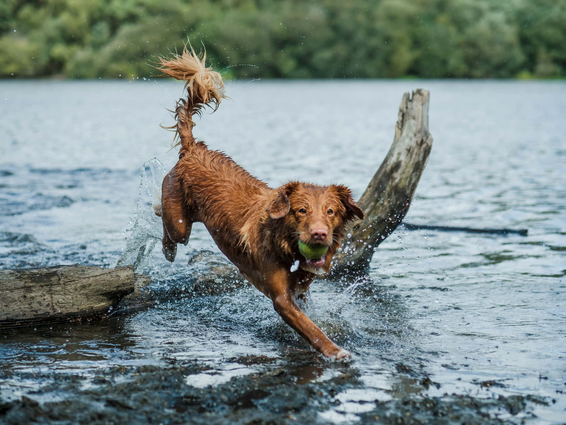 Energetisk Hund Leker I Vann.jpg Bakgrunnsbildet