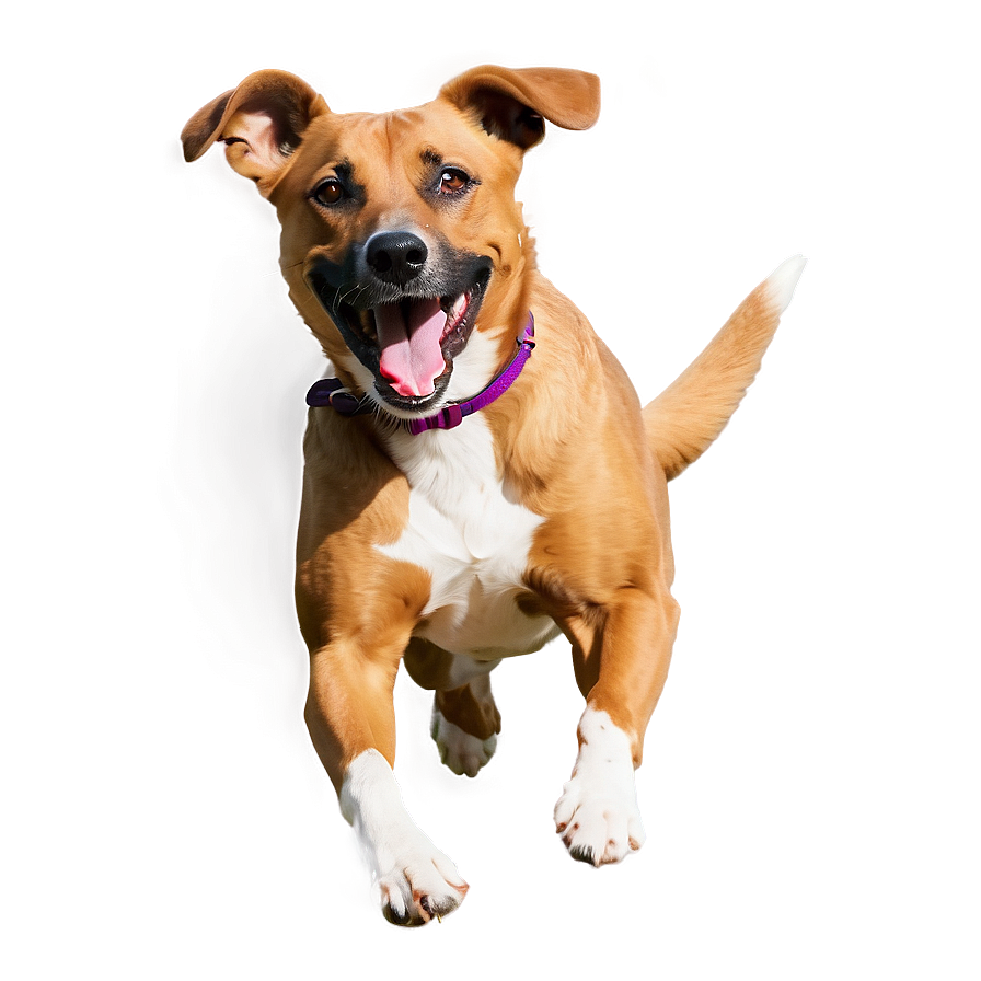 Energetic Dog Running Png Ixo PNG