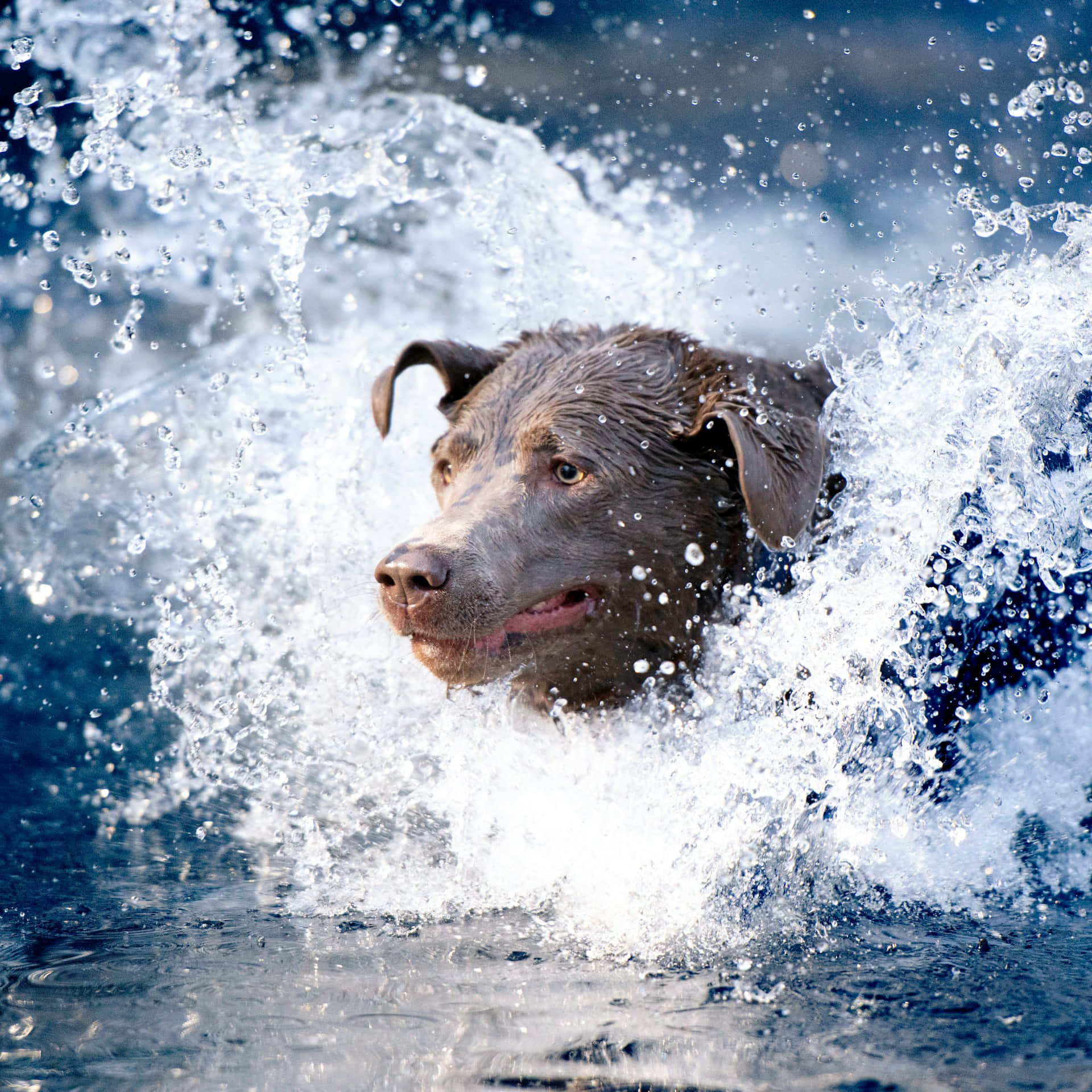 Energieke Hond Spettert Water Achtergrond