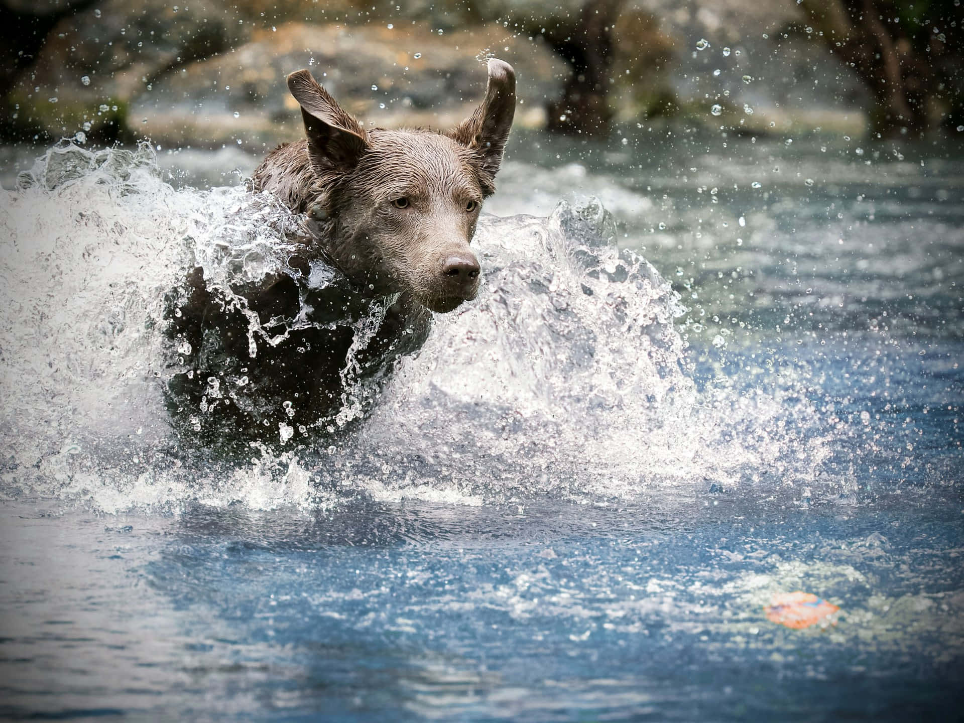 Energetisk Hund Spruter Vann Bakgrunnsbildet