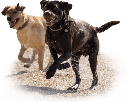 Energetic Dogs Playingon Beach PNG