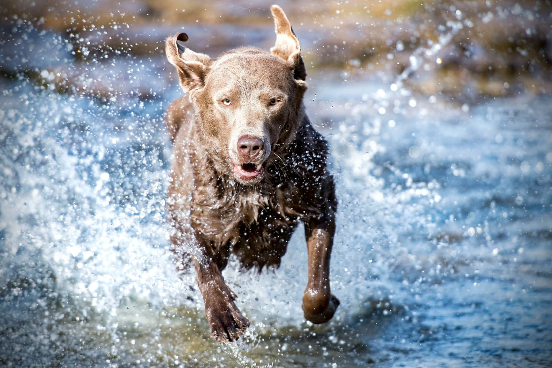 Energetisk Labrador Elvesprut.jpg Bakgrunnsbildet