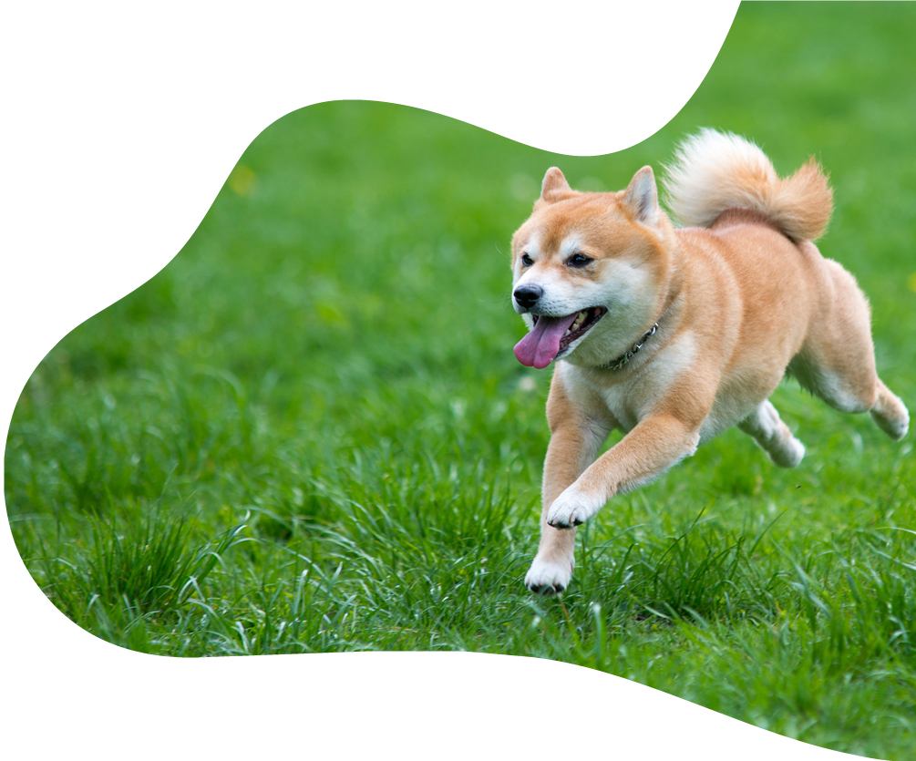 Energetic Shiba Inu Running Grass PNG