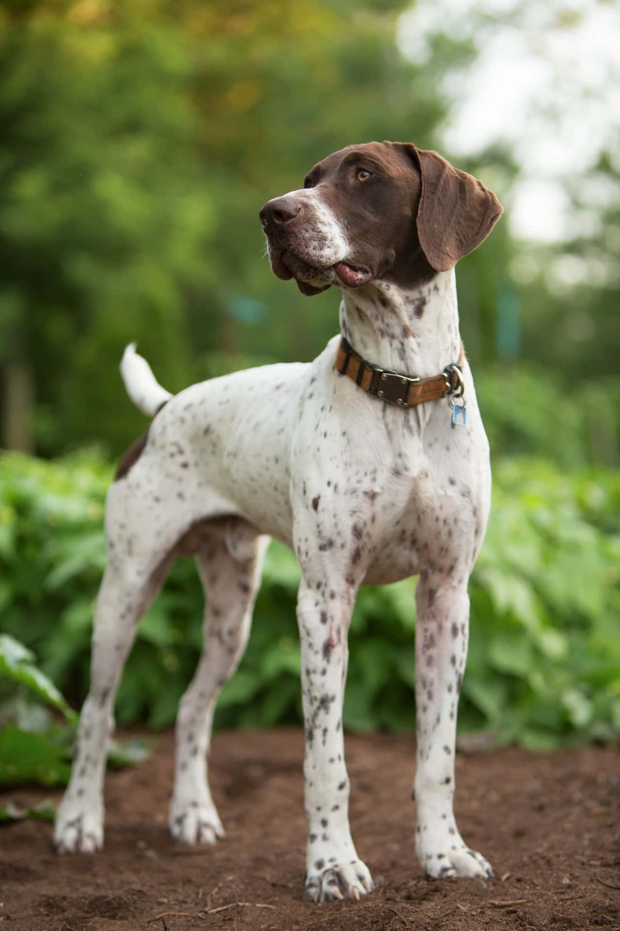 Energetic Short-haired Dog In Mid-run Wallpaper