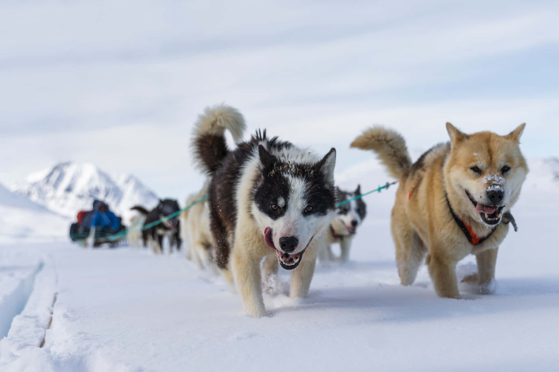 Energetic Sled Dogs Leading The Pack Across Snowy Trails Wallpaper