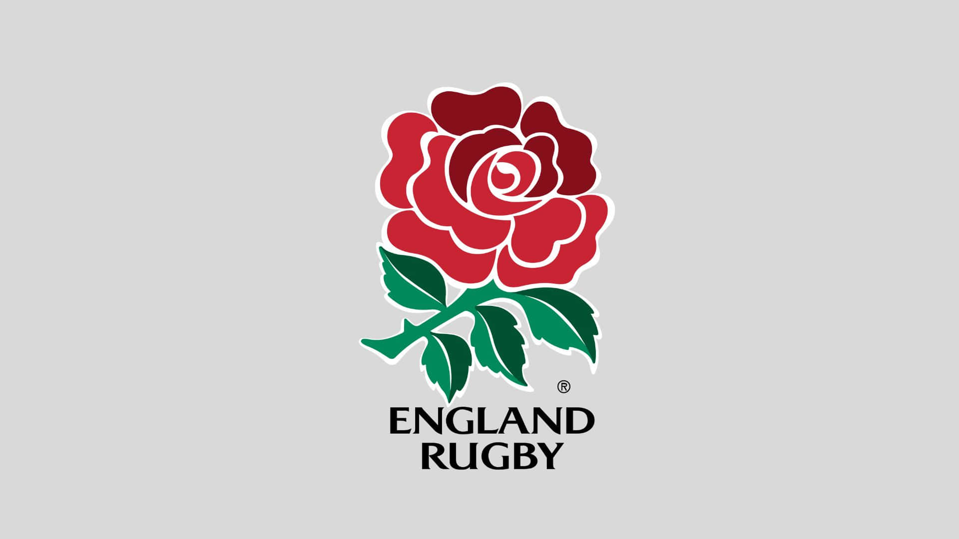 Rose symbol of england