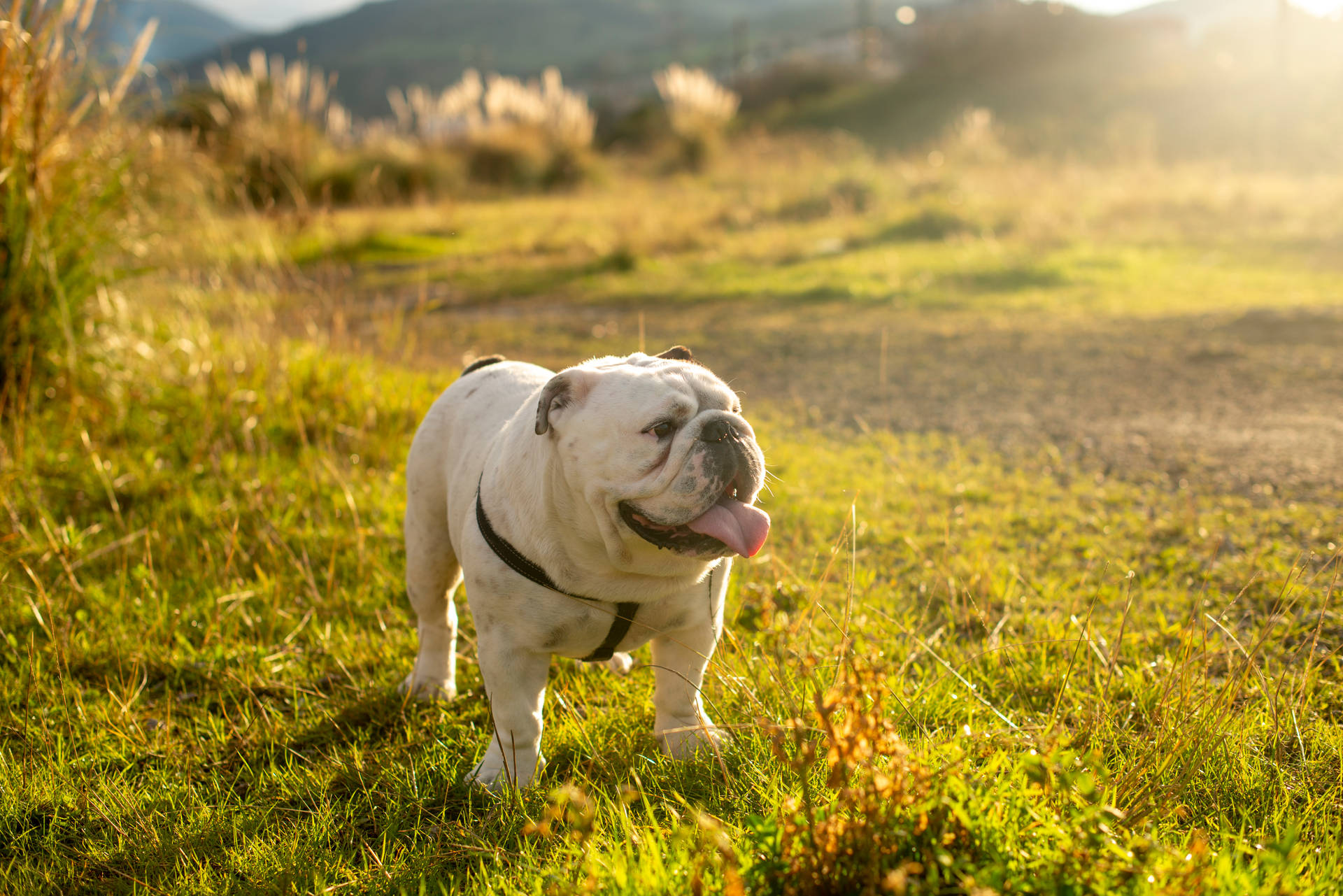 English Bulldog In Green Field Background