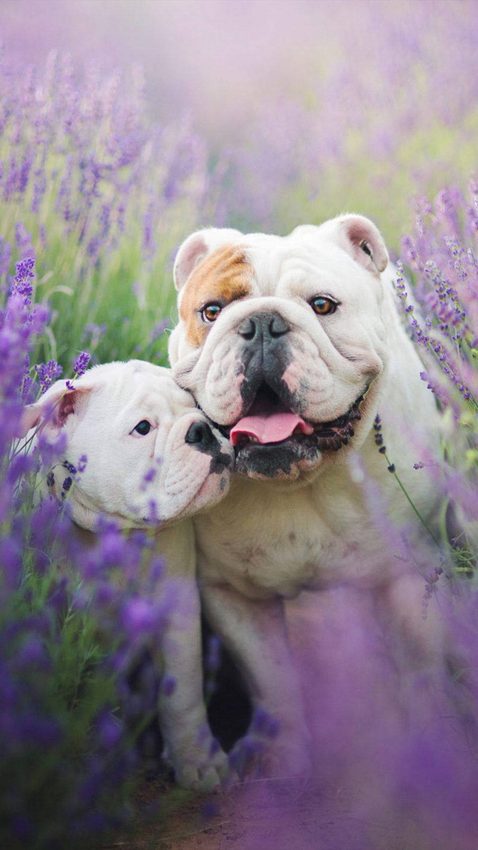 English Bulldog Lavender Field Wallpaper