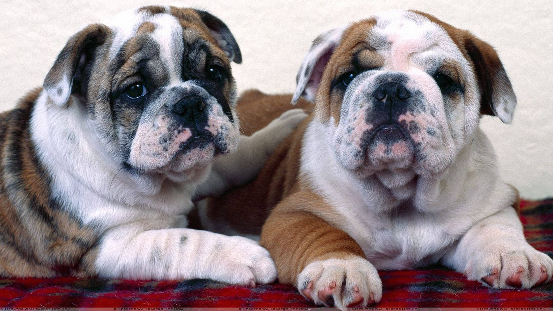 English Bulldog Puppies Photo Background