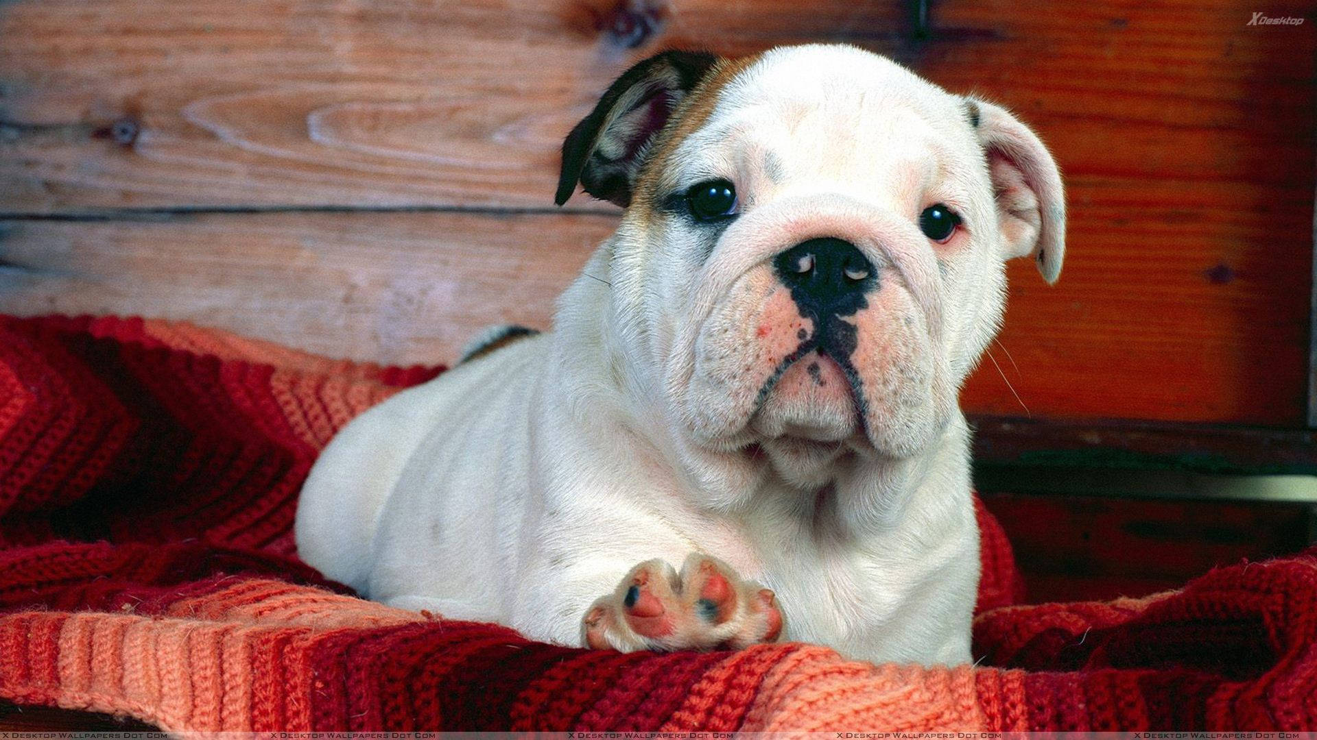 English Bulldog Puppy White Wallpaper