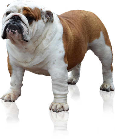 English Bulldog Standing Transparent Background PNG