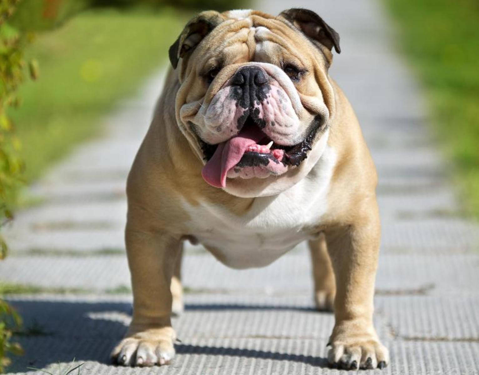 English Bulldog Wrinkled Face Background