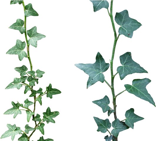 English Ivy Stems Transparent Background PNG
