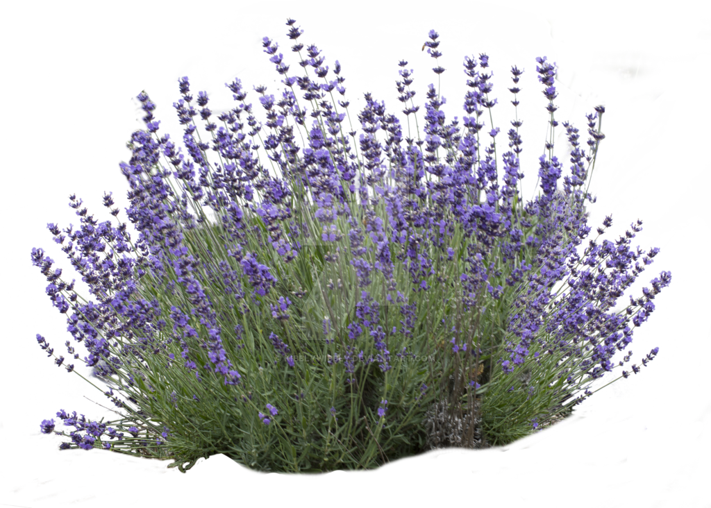 English Lavender Bloom Cluster PNG