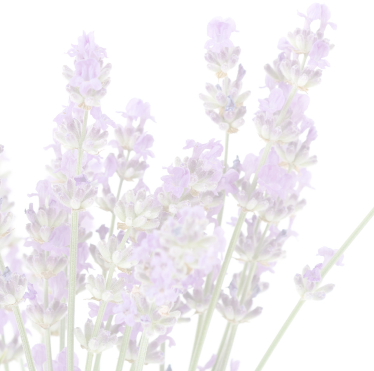 English Lavender Blooms PNG