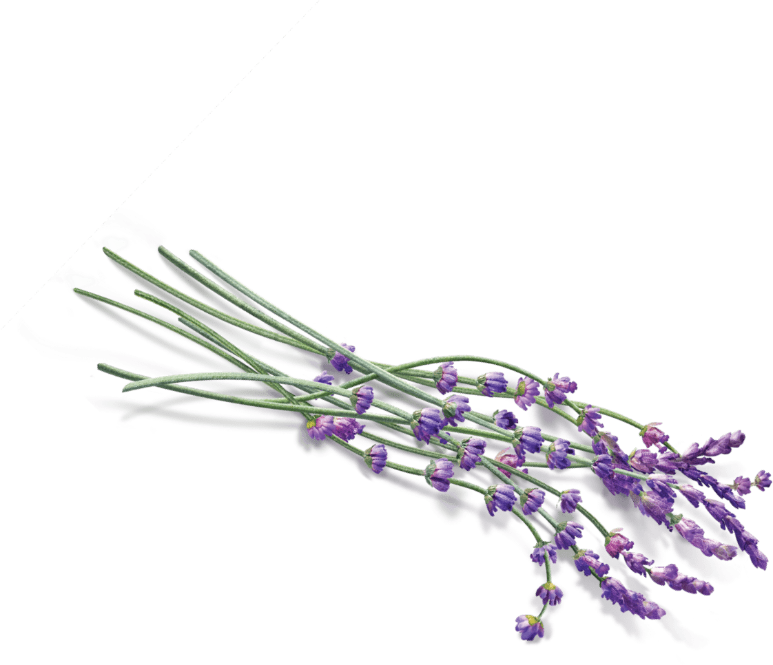 English Lavender Bouquet PNG