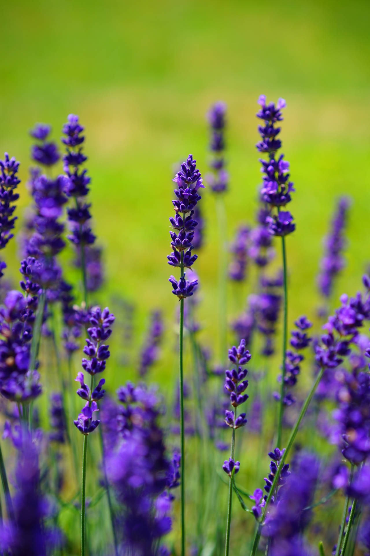 English Lavender Flower Android Wallpaper