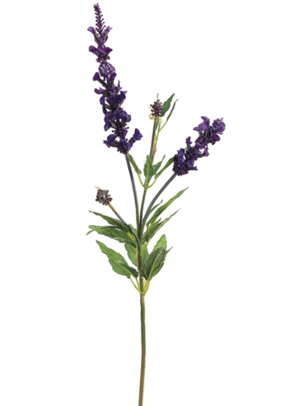 English Lavender Plant PNG