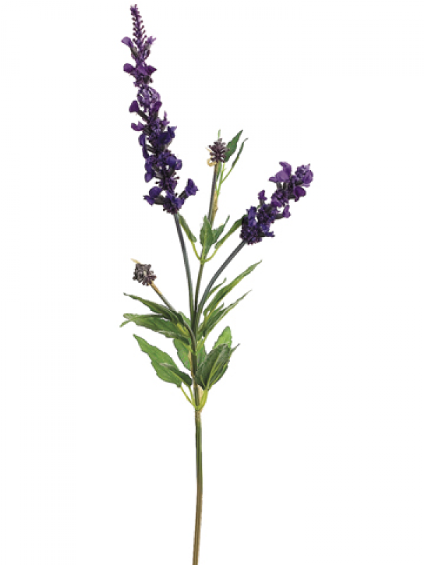 Download English Lavender Plant | Wallpapers.com