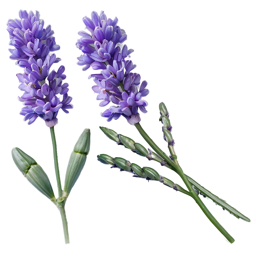 English Lavender Png Ewx39 PNG