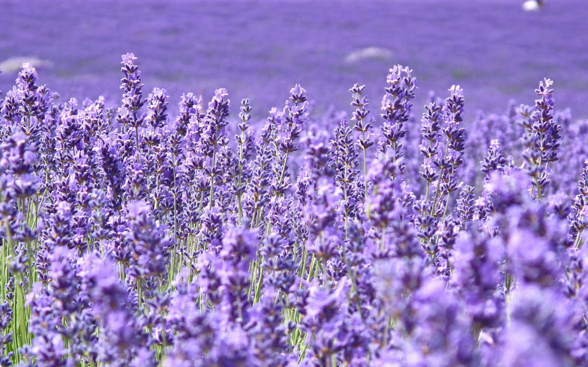 English Lavender Purple Flowers Field Wallpaper