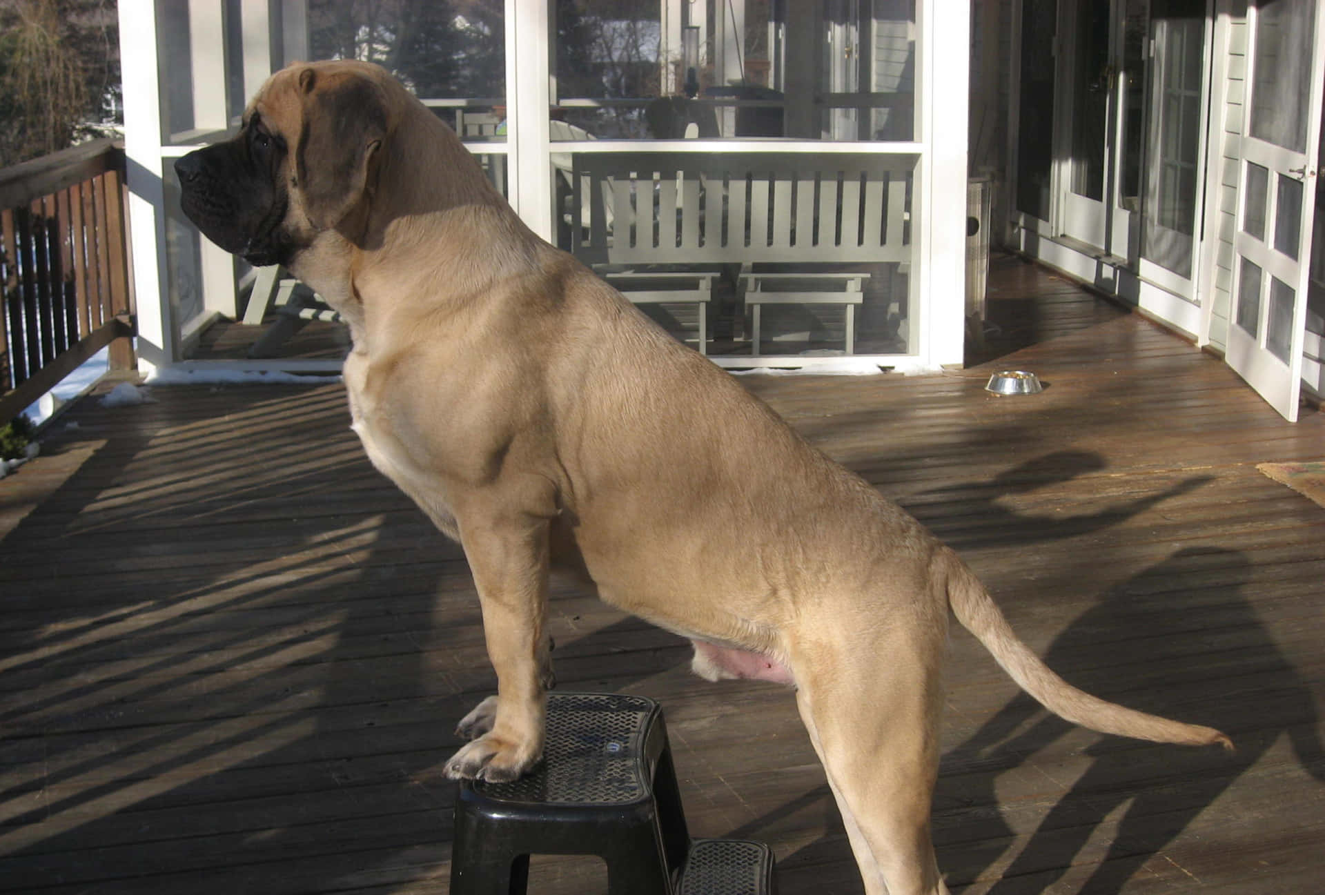 An English Mastiff Gives Us His Kind Attention