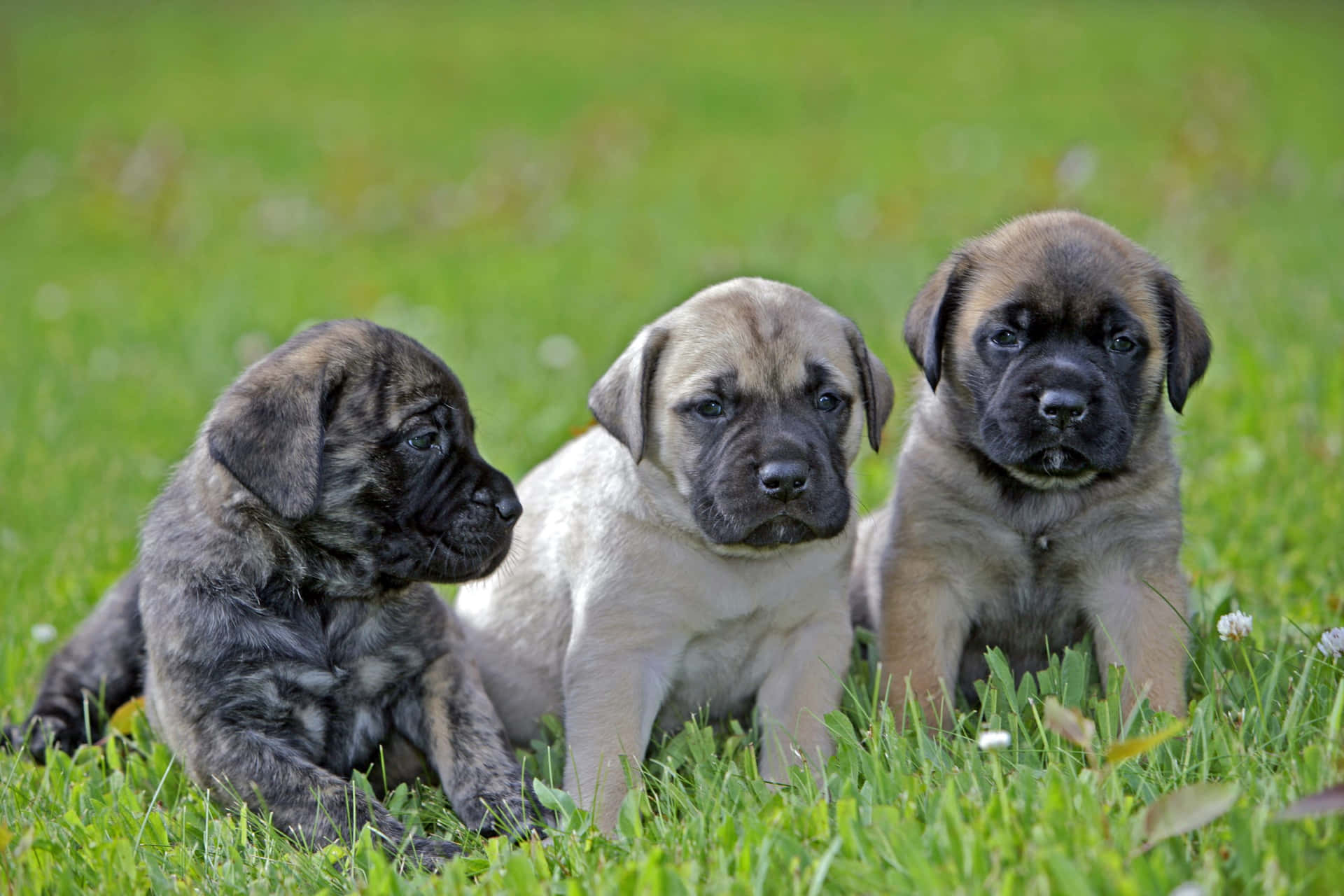 "Welcome to the World of the English Mastiff"