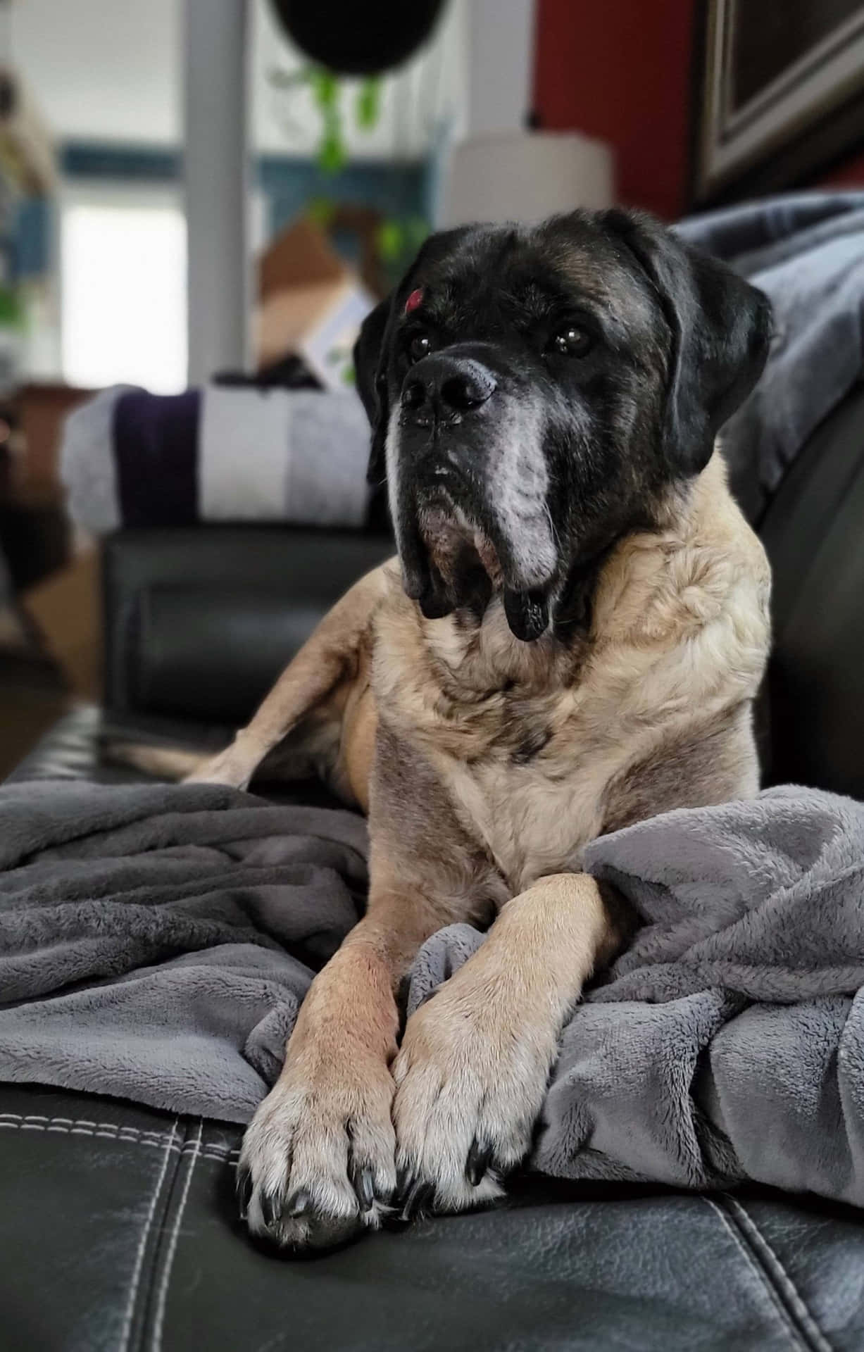 A Large Dog Laying On A Couch
