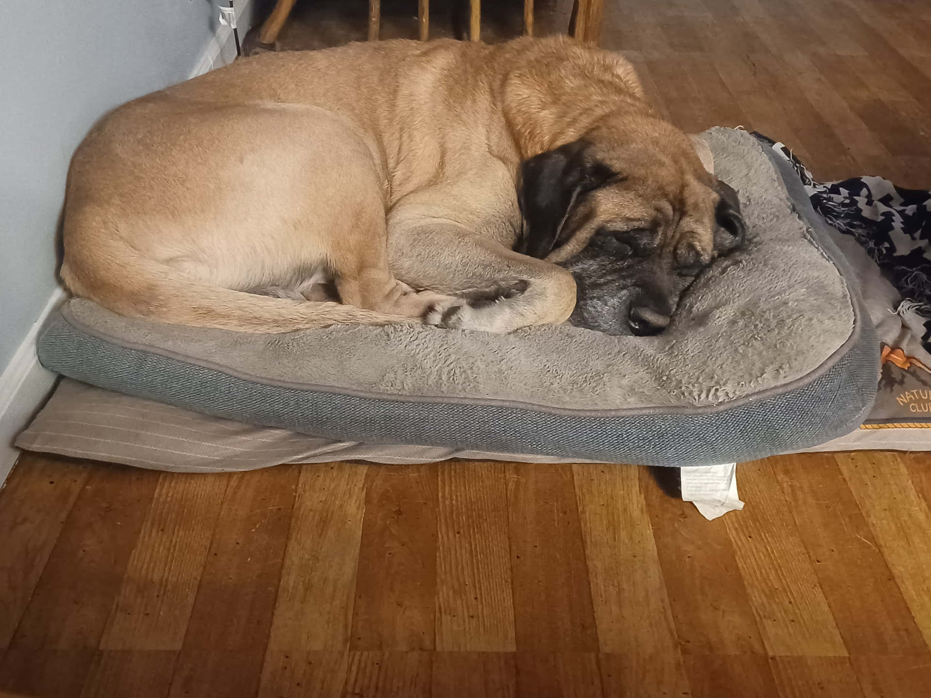 Majestic English Mastiff