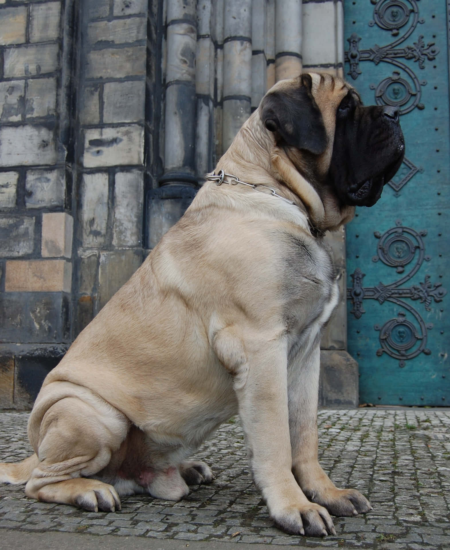 A Large Dog Sitting On The Ground