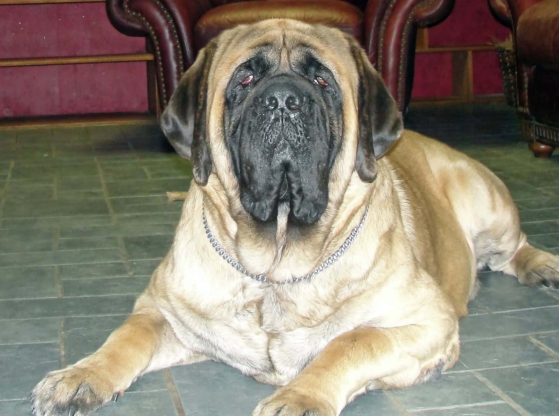 A gentle giant - English Mastiff relaxes with family