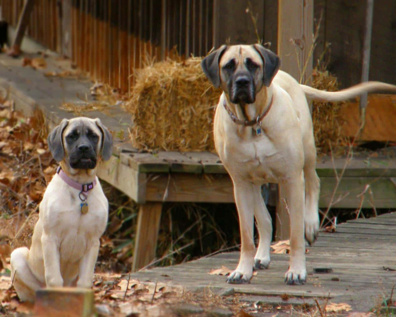 This majestic English Mastiff towers above his loving owners.