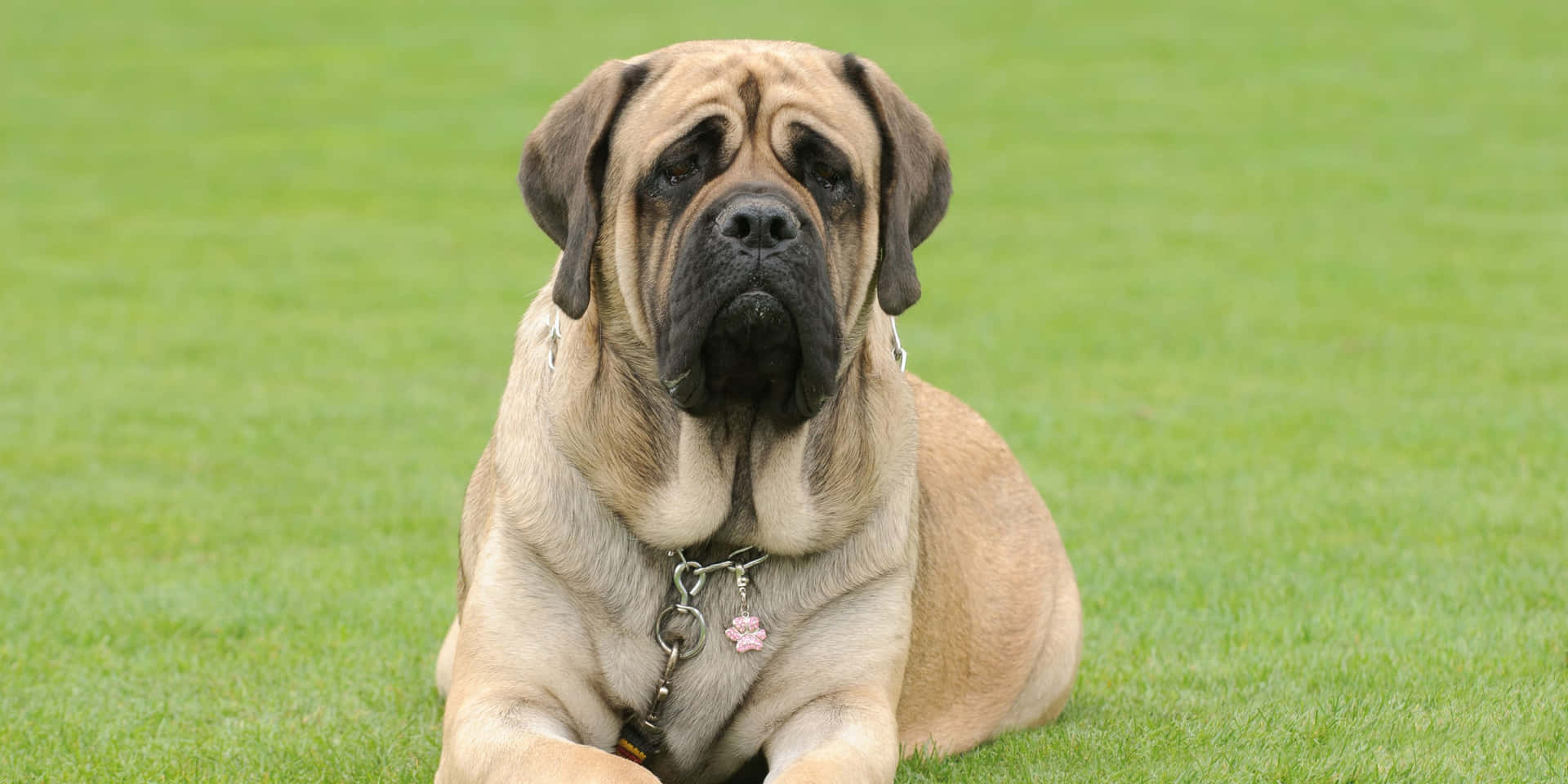 Stately and proud, the English Mastiff stands tall.