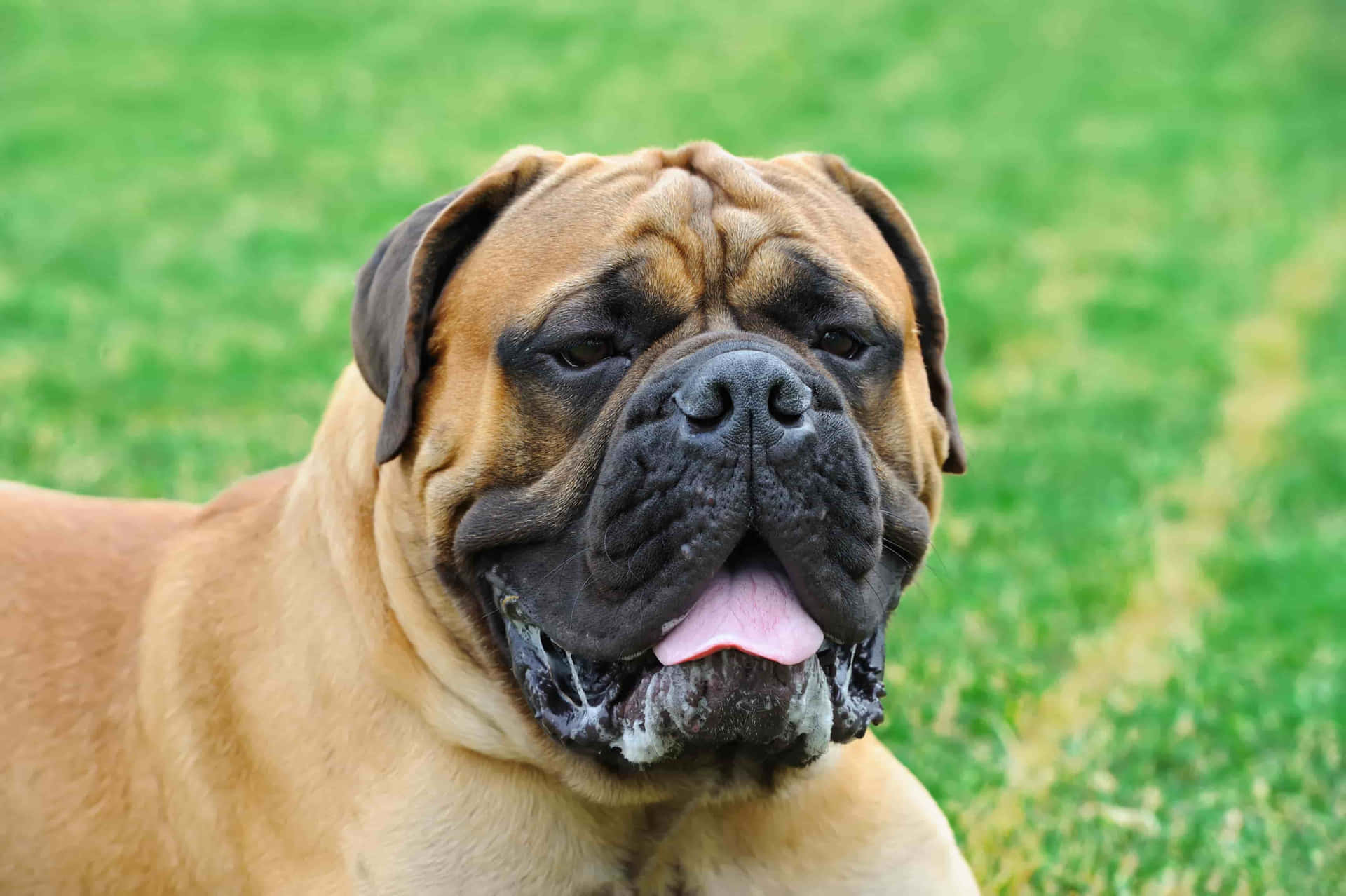 Adorabilecucciolo Di Mastiff Inglese In Cerca Di Adozione Per Una Casa Per Sempre