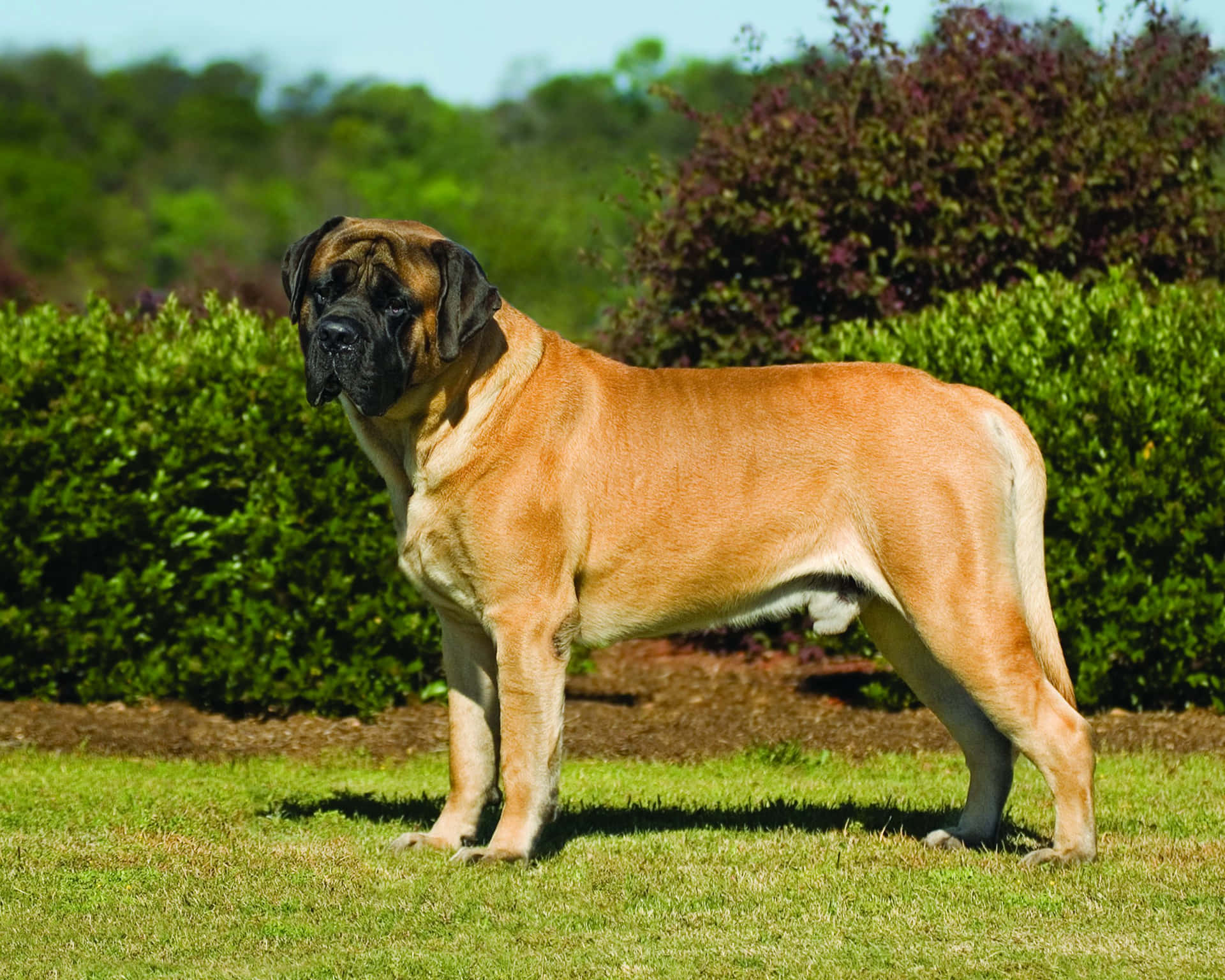 A Large Brown Dog Standing On A Green Field