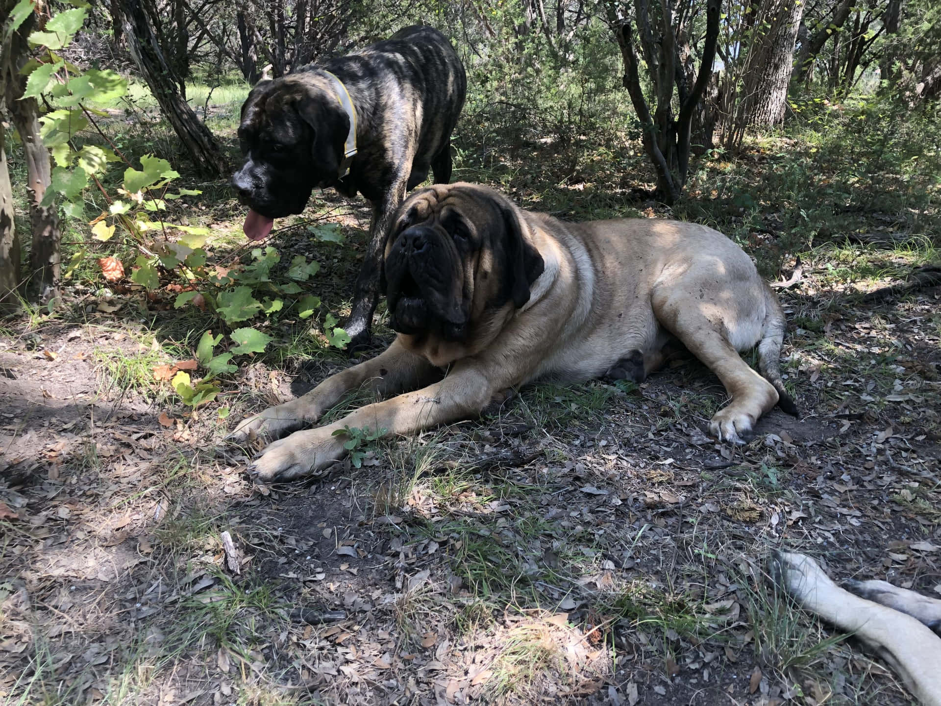This English Mastiff is ready to brighten up your day.
